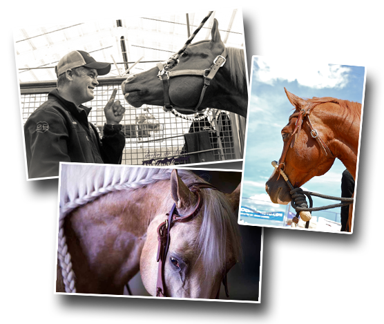 At Shane Brown Performance Horses our methods are gentle, educational and all encompassing no matter what your personal equine goals are. We strive to educate both horse and rider with methods that have been time tested and proven to work in most every situation.